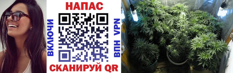 МАРИХУАНА сатива  Нестеровская 